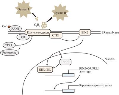 APETALA2/ethylene responsive factor in fruit ripening: Roles, interactions and expression regulation